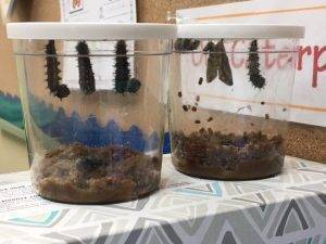 From Caterpillar to Chrysalis
